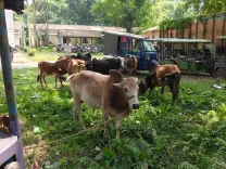 CM Himanta Lauds Kokrajhar Police for Cattle-Smuggling Bust