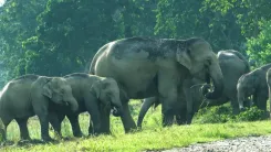 CM Himanta marks World Elephant Day with conservation pledge