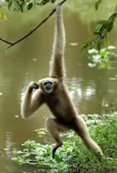 CM Himanta Marks World Gibbon Day, Flags Canopy Bridge Win