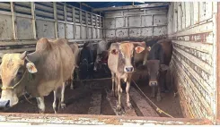 CM Himanta Orders Crackdown After 108 Cows Seized in Assam Raid