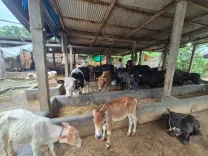 CM Himanta Orders Crackdown as Assam Police Bust Nagaon Slaughterhouse