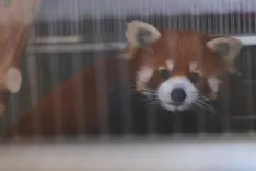 CM Himanta Reviews Care of 3 Rescued Red Pandas at Assam Zoo