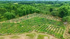 CM Himanta Takes Viewers to Assam's Organic Pineapple Fields