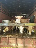 CM Himanta Vows Action After Cattle Seized in Nalbari
