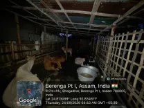 CM Himanta's Assam Police Bust 125 Cattle, Arrest 6 Smugglers