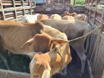 CM Himanta's Assam Police Foils Cattle Smugglers on River and Road