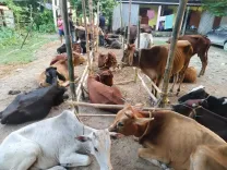 CM Himanta's Dhubri Police recover 24 cattle, seize boat in smuggling ops