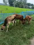 CM Himanta's Kokrajhar Drive: 28 Cattle, 13 Arrests