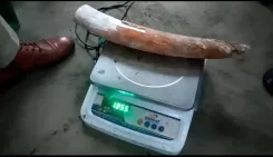 CM Himanta's STF seizes elephant ivory in Tamulpur bust