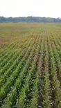 CM Mohan Yadav Pushes Farmer Income Steps in MP