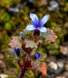 CM Pema Khandu: Rare Himalayan Plant Rediscovered in Arunachal