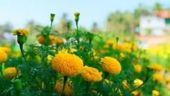 CM Sawant Backs Marigold Farming to Cut Goa's Festive Flower Imports