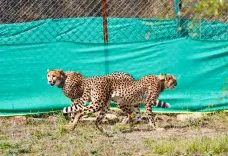 Kuno National Park: CM Yadav to release two Botswana cheetahs into wild on May 11