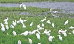 Has CMDA Stopped Building Permits Around Pallikaranai Marshland?