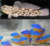 CMFRI achieves breakthrough in captive breeding of marine ornamental fishes