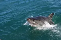 CMFRI launches Shark Aware app and e-learning module for shark conservation