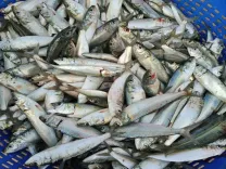 Is CMFRI's 25 Lakh Tonne Mariculture Target Achievable by 2047?