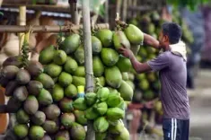 Coconut prices double in Chennai amid low supply, retail rates touch Rs 80 per kg
