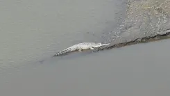 Gharial spotted at Kaziranga National Park in major conservation win