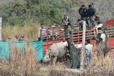 How has CWRC rescued over 7,300 animals in Kaziranga since 2002, including the translocation of two rehabilitated rhinos?