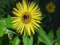 दर्द और सूजन में लाभकारी है पुष्करमूल, ऐसे सेवन करने से खत्म होंगे रोग