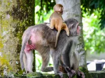 Why Did the Darjeeling Civic Body Ban Feeding Monkeys in Town?