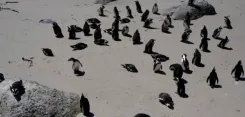 H5N1 bird flu: 28 dead penguins on King Island to be tested