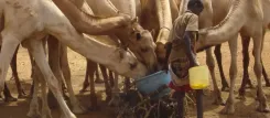 What is the Latest on the Rift Valley Fever Outbreak in Senegal?
