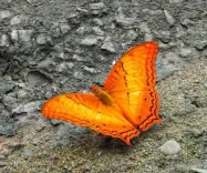 Dehing Patkai harbours 165 butterfly species, 37 endangered: CM Sarma