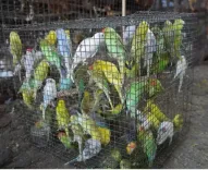 Delhi: 863 animals rescued in Jama Masjid wildlife raid, FIR filed