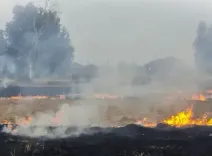 Sirsa blames Kejriwal for Punjab stubble burning, 1,007 fires recorded