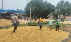 Should the Stalin Government Increase the Moisture Limit for Paddy Procurement?