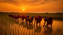 क्या देश में 10,000 एफपीओ में किसानों की हिस्सेदारी बढ़ रही है?