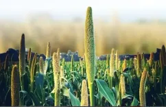 क्या डायबिटीज के मरीजों को सर्दियों में खानपान की चिंता सता रही है? गेहूं नहीं, इन मोटे अनाज का सेवन करें