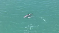 Dolphins top marine mammal sightings in Gulf of Kachchh: GEER study