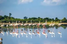 Has the eco-sensitive zone map for TN's Pulicat sanctuary finally been finalized and sent for approval?