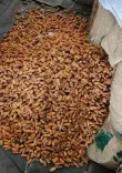 DRI seizes 362 tonnes of Pakistan-origin dry dates in UAE transshipment bust