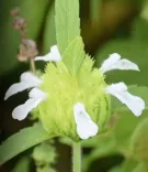 क्या द्रोणपुष्पी आपके घर में उग सकता है और बीमारियों को दूर रख सकता है?