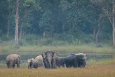 विश्व हाथी दिवस: भारत में हैं दुनिया के 60% से अधिक जंगली एशियाई हाथी, PM मोदी ने किया संरक्षण का आह्वान