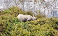Kaziranga ESZ: 10-km buffer stays till Assam notifies new zone, says Himanta Sarma