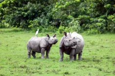 Kaziranga ESZ row: Hundreds march in Kaliabor against 10-km zone demand