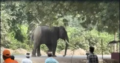 Elephant attacks mahout in Varanasi's Ramnagar, 200+ personnel deployed