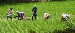Should the TN Government Delay Regulated Irrigation to Protect Crops?