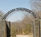 Tiger kills sanitation worker at Jaipur's Nahargarh Biological Park