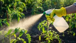 क्या फिटकरी पानी से पौधों की सेहत और फूलों की वृद्धि में सच में मदद मिलती है?