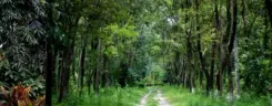Should the NGT Adopt a ‘Holistic’ Approach to Forest Loss in NE?
