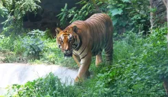 Nepal tiger population hits 429 in 2026, up from 121 in 2009