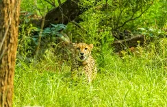 Project Cheetah 2026: Kuno, Gandhi Sagar and India's expanding cheetah map