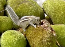 Kerala jackfruit push: State to highlight medicinal value of state fruit