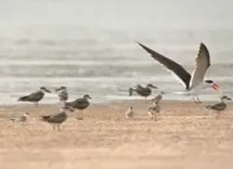 What Project Did the Ganga Panel Approve for Bird Habitat Protection?